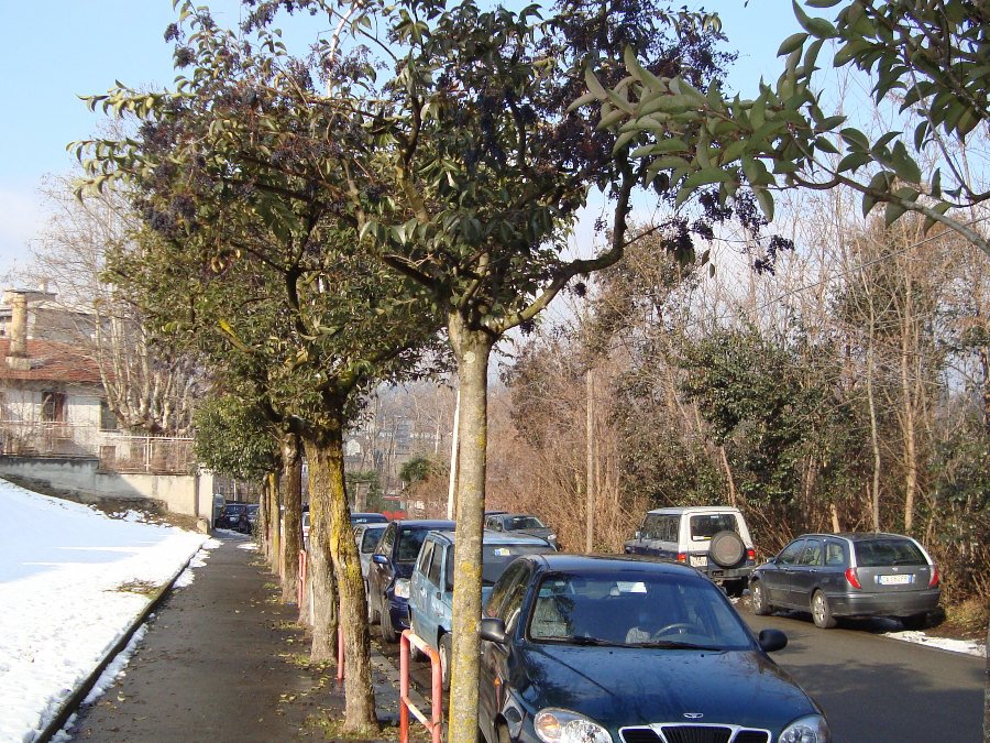 Ligustrum lucidum, ovvero esordio di un''invasione biologica